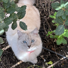 Profielfoto voor Chiara L