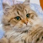 Profilbild für Zirui S