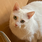 Profilbild für Joos L