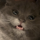 Avatar pour Kylian G