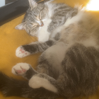 Avatar for Segun Benson A