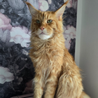 Profilbild für Ruth D