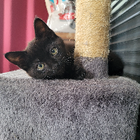 Avatar pour Stella C