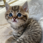 Avatar pour camille E