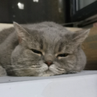 Profilbild für Yichen W