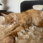 Avatar pour Claudia T