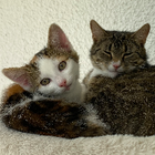 Profilbild für Katrin N