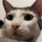 Profilbild für Zümra K