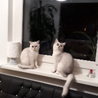 Profilbild für Lisa E