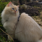 Avatar pour Louna R