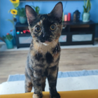 Avatar for Natalia W