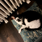 Avatar for Paws & Claws K