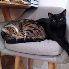 Avatar pour Victoire M