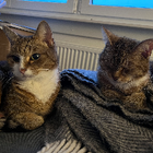 Profilbild für Cindy C