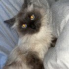 Profilbild für Jasmin v