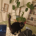 Avatar pour Meliza M