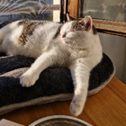 Avatar pour Maëlys H