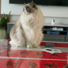 Profilbild für Luo yao Z