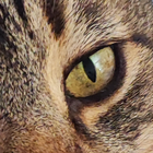 Avatar pour Laury M