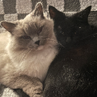 Avatar for Chelsea S