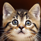 Avatar for Dur A