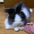 Avatar pour Willow W