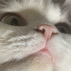 Avatar for Kitty T