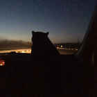 Avatar for Cecilia J