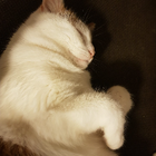 Profilbild für Sofia S