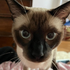 Profilbild für Josephine B