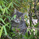 Avatar pour Merwan C